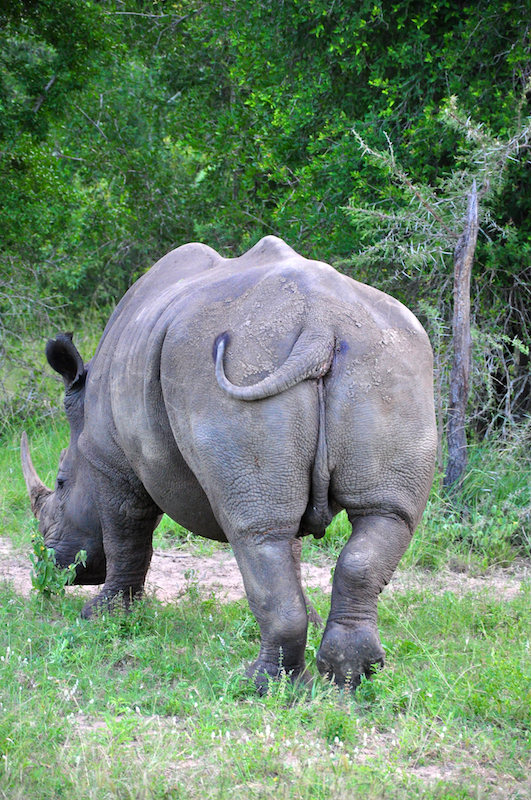 Melanie Heinrich - travel images - Lion Sands Private game reserver Hazyview